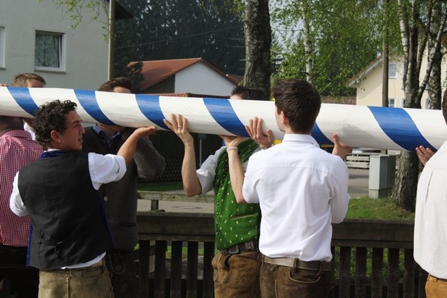 Maibaum 2013